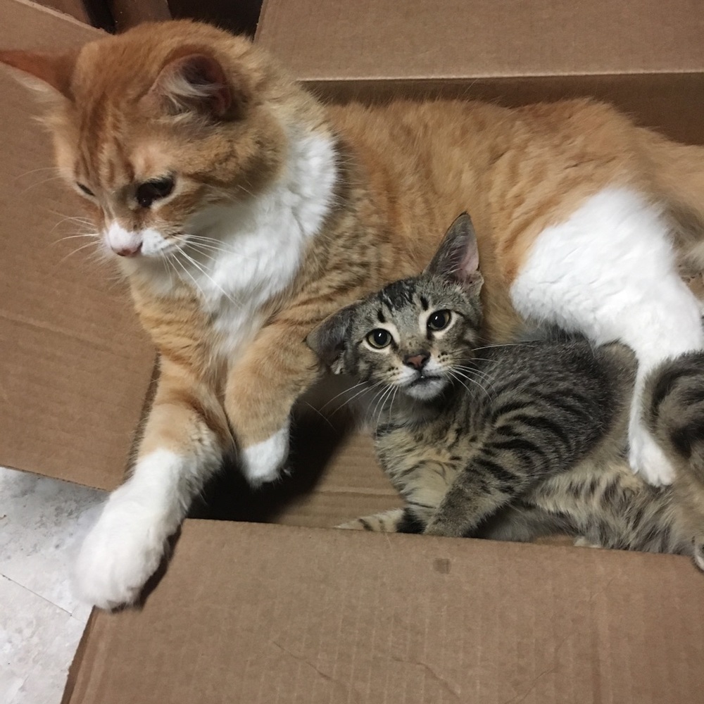 We love pets!